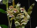 Dendrobium platygastrium